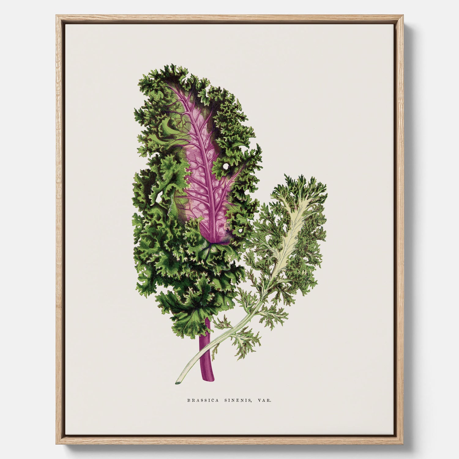 Vintageposter på canvas med en illustration av Brassica Sinenis från boken "Les Plantes à Feuillage Coloré"