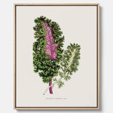 Vintageposter på canvas med en illustration av Brassica Sinenis från boken "Les Plantes à Feuillage Coloré"