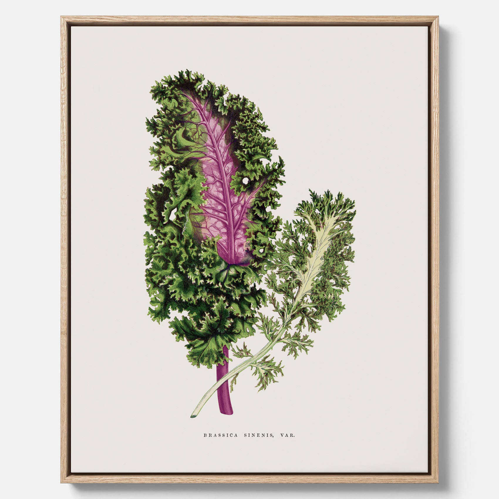Vintageposter på canvas med en illustration av Brassica Sinenis från boken "Les Plantes à Feuillage Coloré"