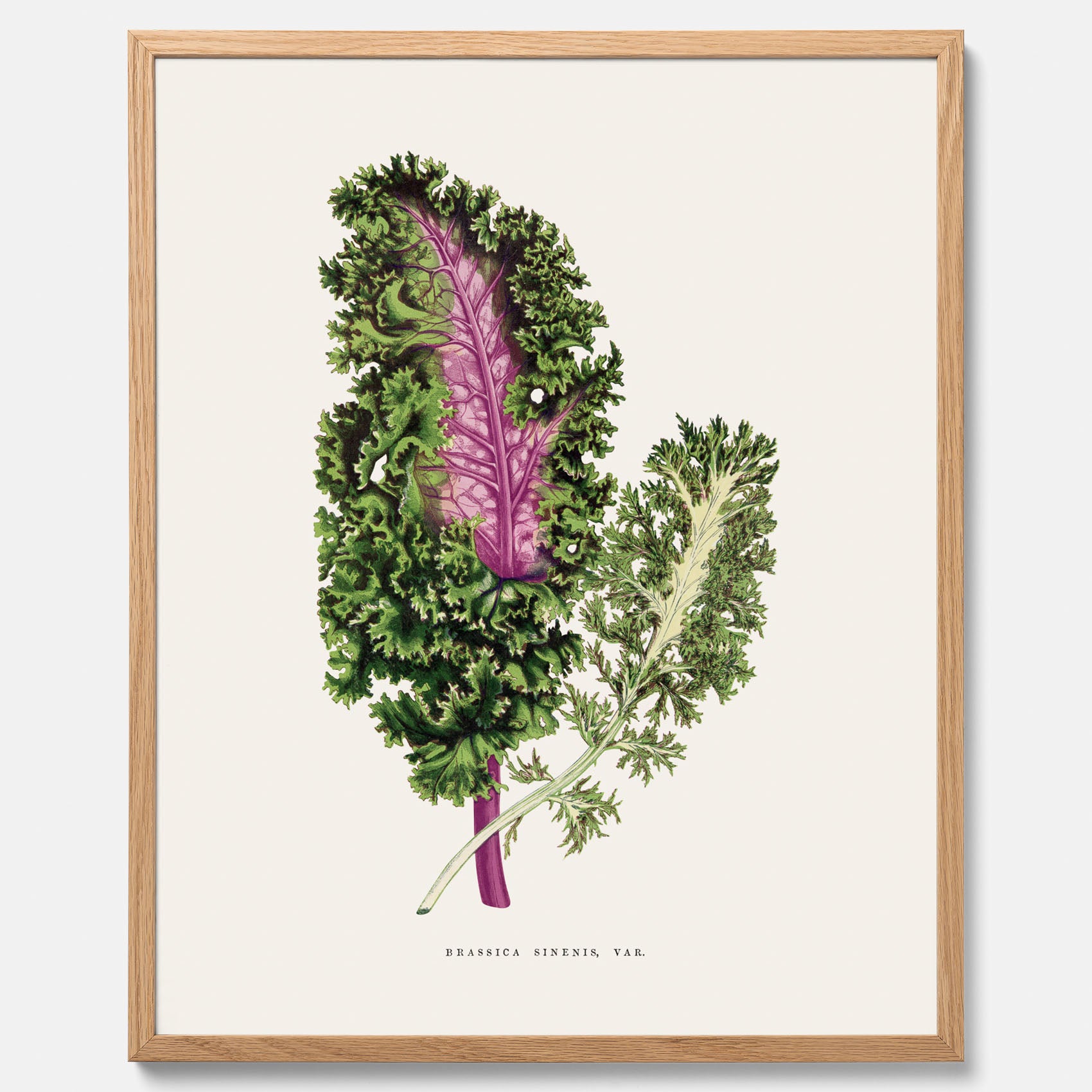 Vintageposter med en illustration av Brassica Sinenis från boken &quot;Les Plantes à Feuillage Coloré&quot;
