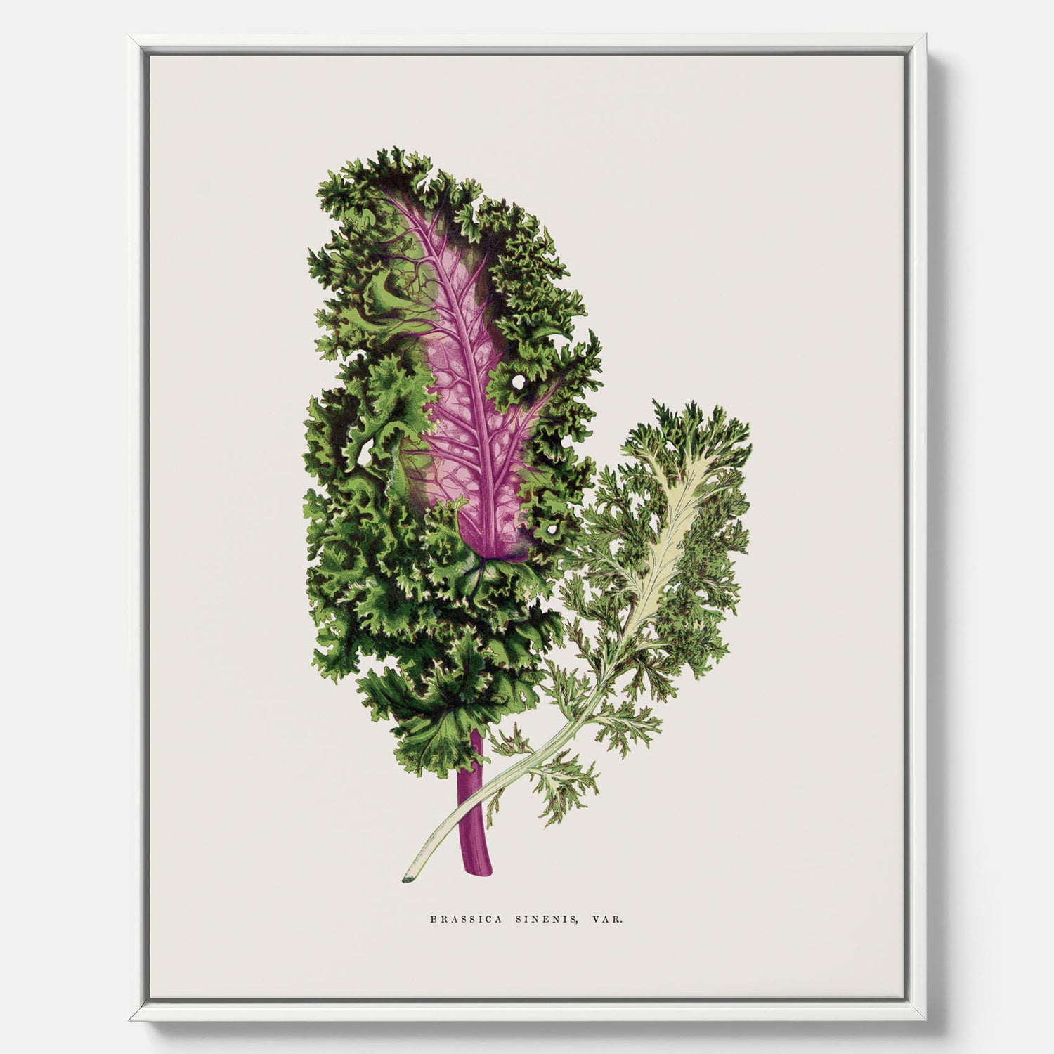 Vintageposter på canvas med en illustration av Brassica Sinenis från boken "Les Plantes à Feuillage Coloré"