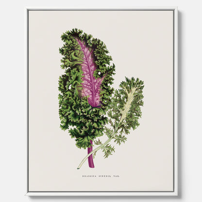 Vintageposter på canvas med en illustration av Brassica Sinenis från boken "Les Plantes à Feuillage Coloré"