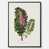 Vintageposter på canvas med en illustration av Brassica Sinenis från boken "Les Plantes à Feuillage Coloré"