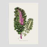 Vintageposter med en illustration av Brassica Sinenis från boken "Les Plantes à Feuillage Coloré"