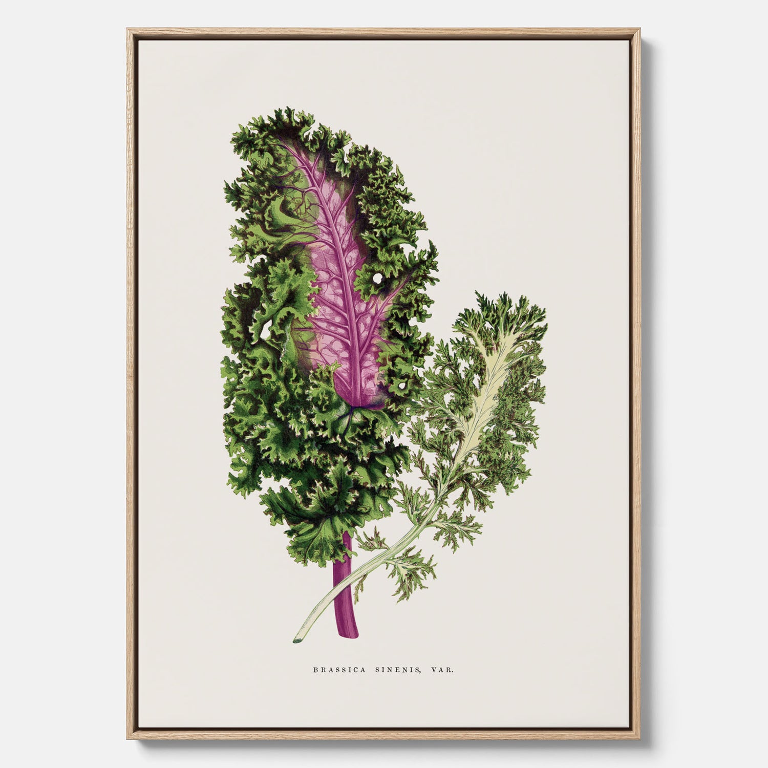 Vintageposter på canvas med en illustration av Brassica Sinenis från boken "Les Plantes à Feuillage Coloré"