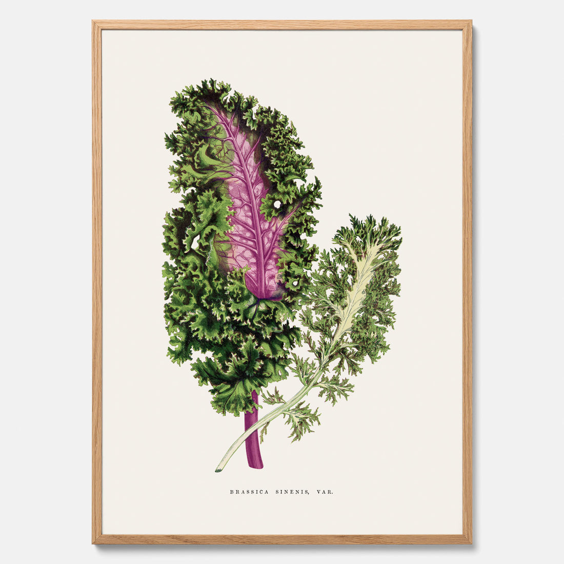 Vintageposter med en illustration av Brassica Sinenis från boken "Les Plantes à Feuillage Coloré"