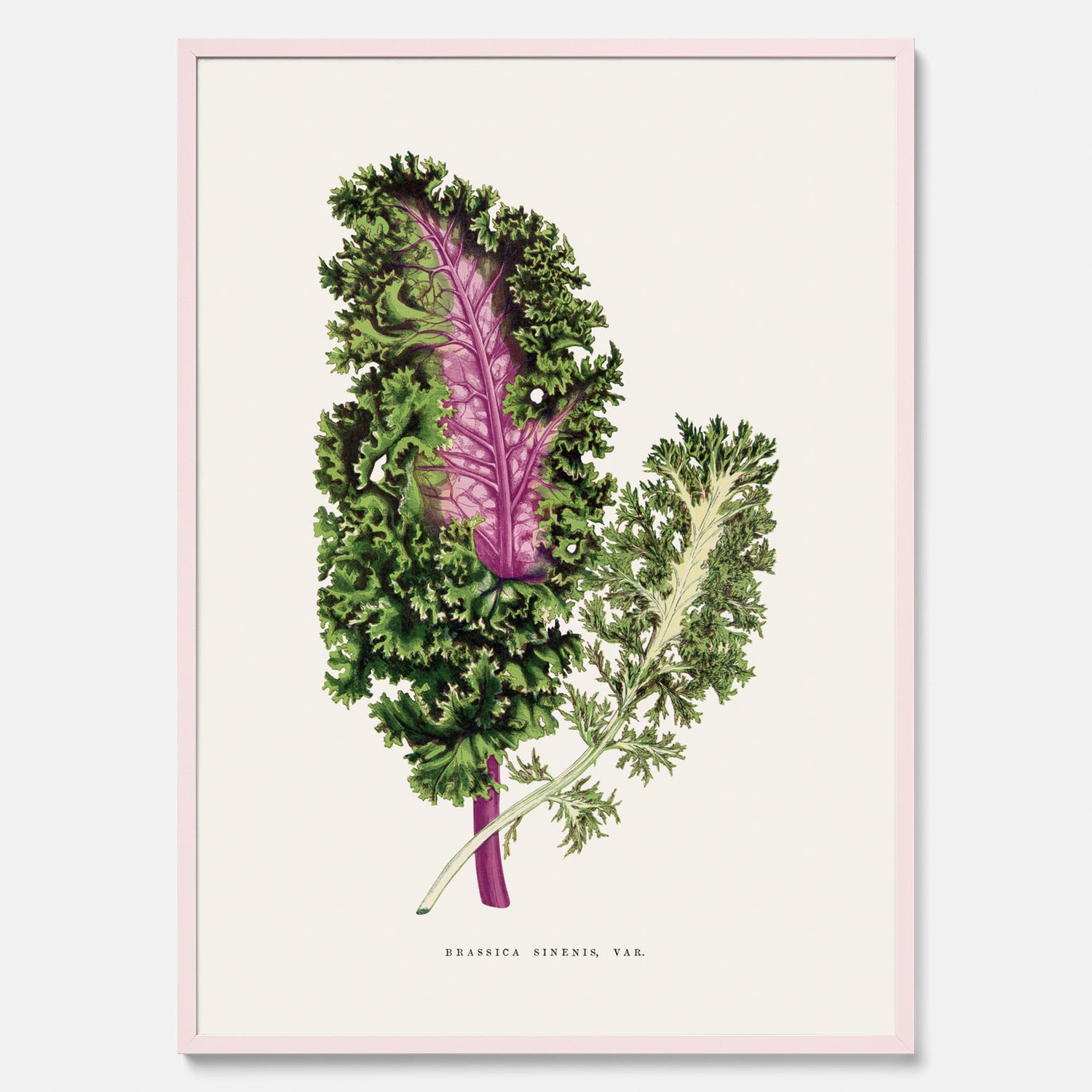 Vintageposter med en illustration av Brassica Sinenis från boken &quot;Les Plantes à Feuillage Coloré&quot;