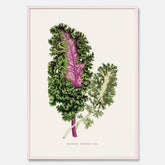 Vintageposter med en illustration av Brassica Sinenis från boken "Les Plantes à Feuillage Coloré"