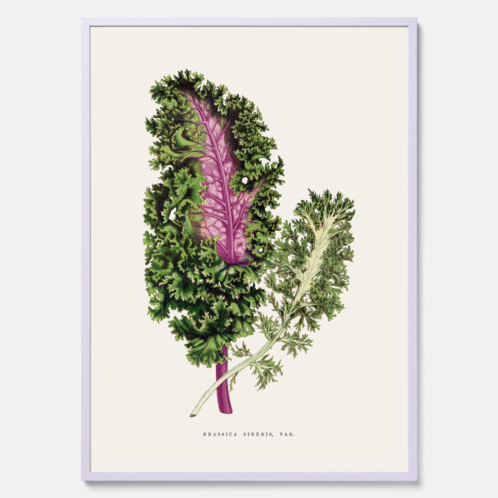 Vintageposter med en illustration av Brassica Sinenis från boken &quot;Les Plantes à Feuillage Coloré&quot;