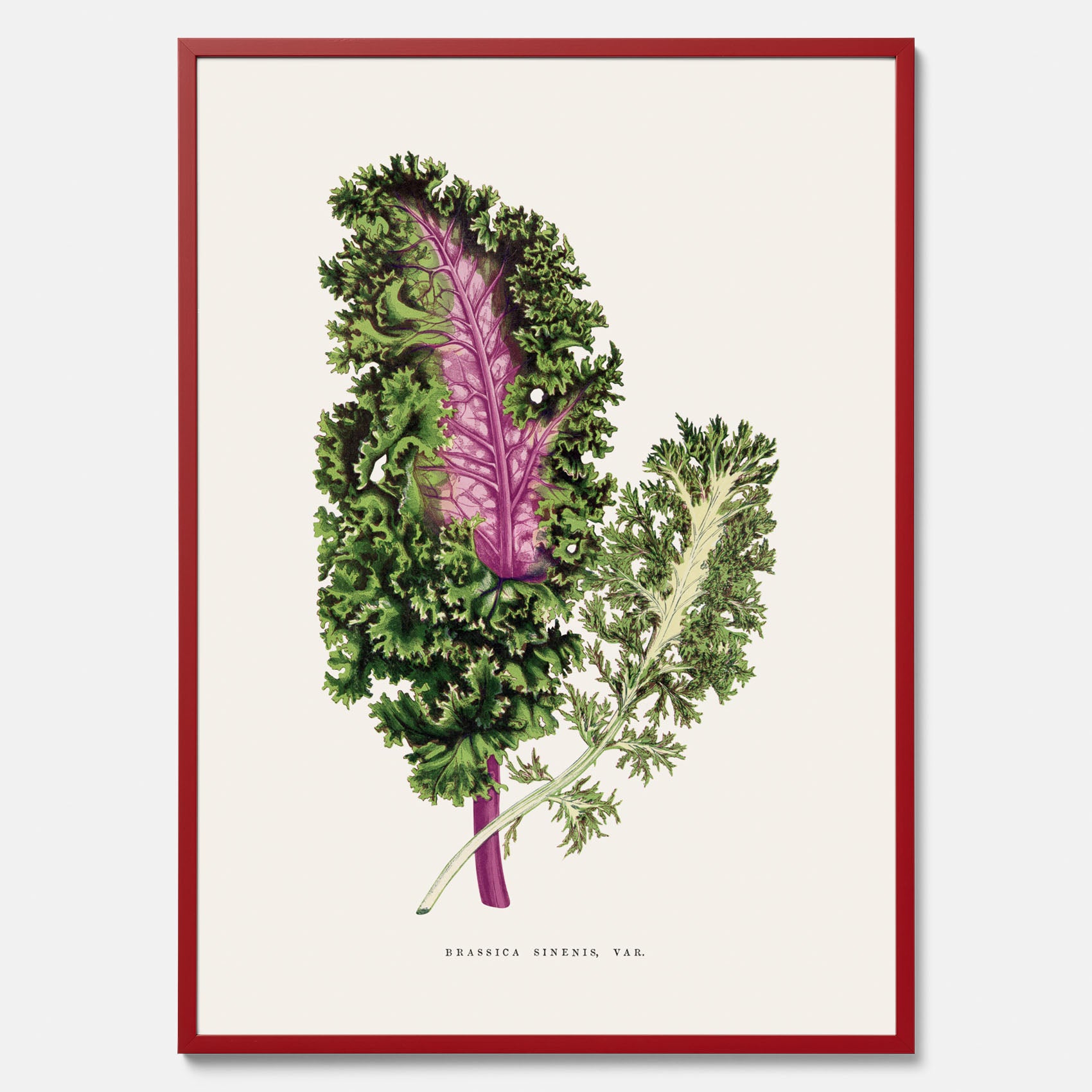 Vintageposter med en illustration av Brassica Sinenis från boken &quot;Les Plantes à Feuillage Coloré&quot;