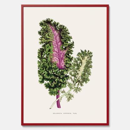 Vintageposter med en illustration av Brassica Sinenis från boken &quot;Les Plantes à Feuillage Coloré&quot;