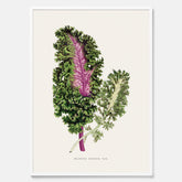 Vintageposter med en illustration av Brassica Sinenis från boken "Les Plantes à Feuillage Coloré"