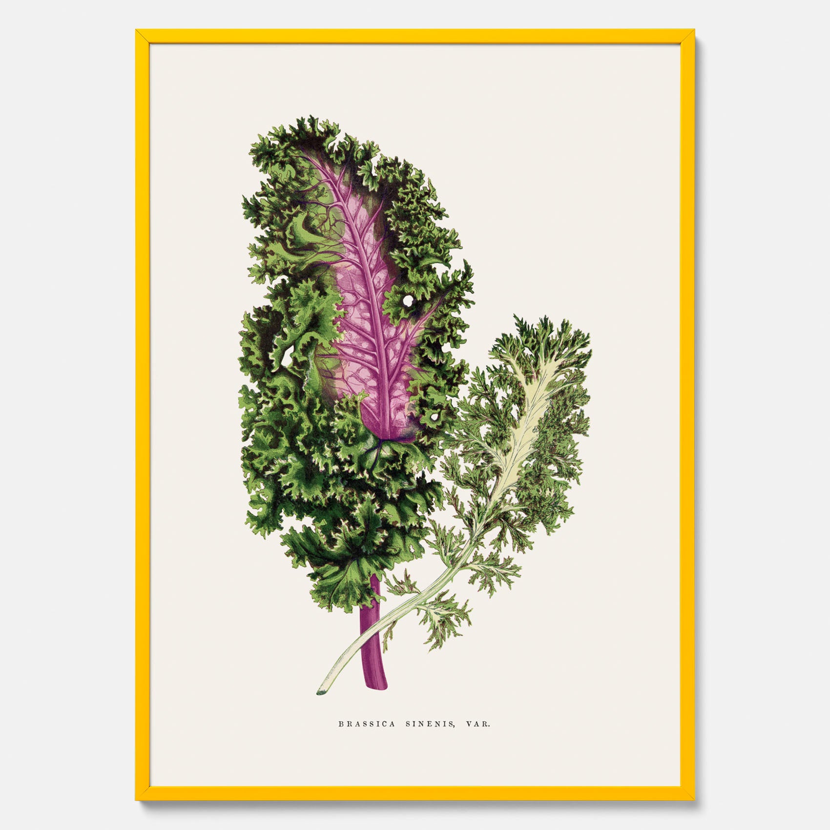 Vintageposter med en illustration av Brassica Sinenis från boken &quot;Les Plantes à Feuillage Coloré&quot;