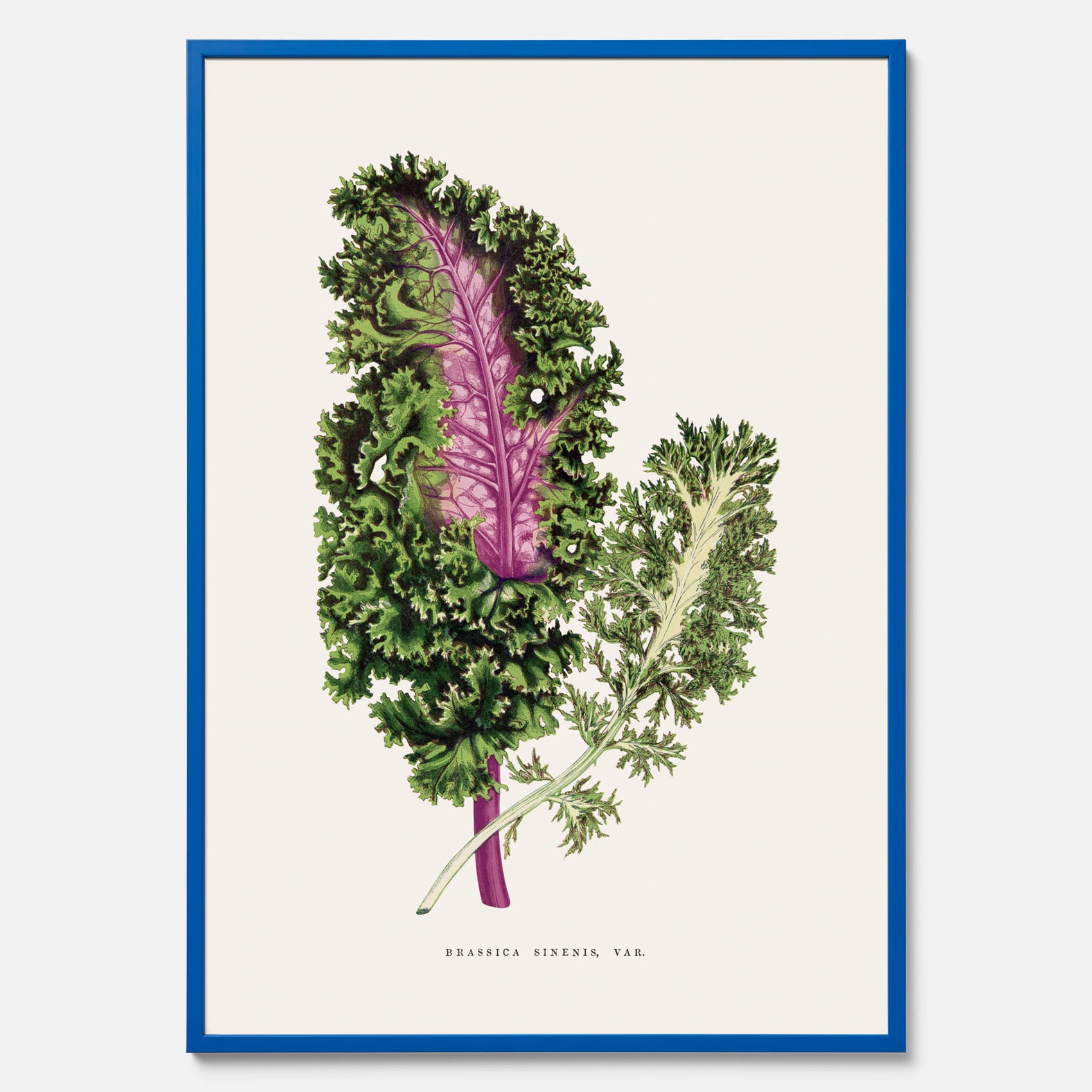 Vintageposter med en illustration av Brassica Sinenis från boken &quot;Les Plantes à Feuillage Coloré&quot;