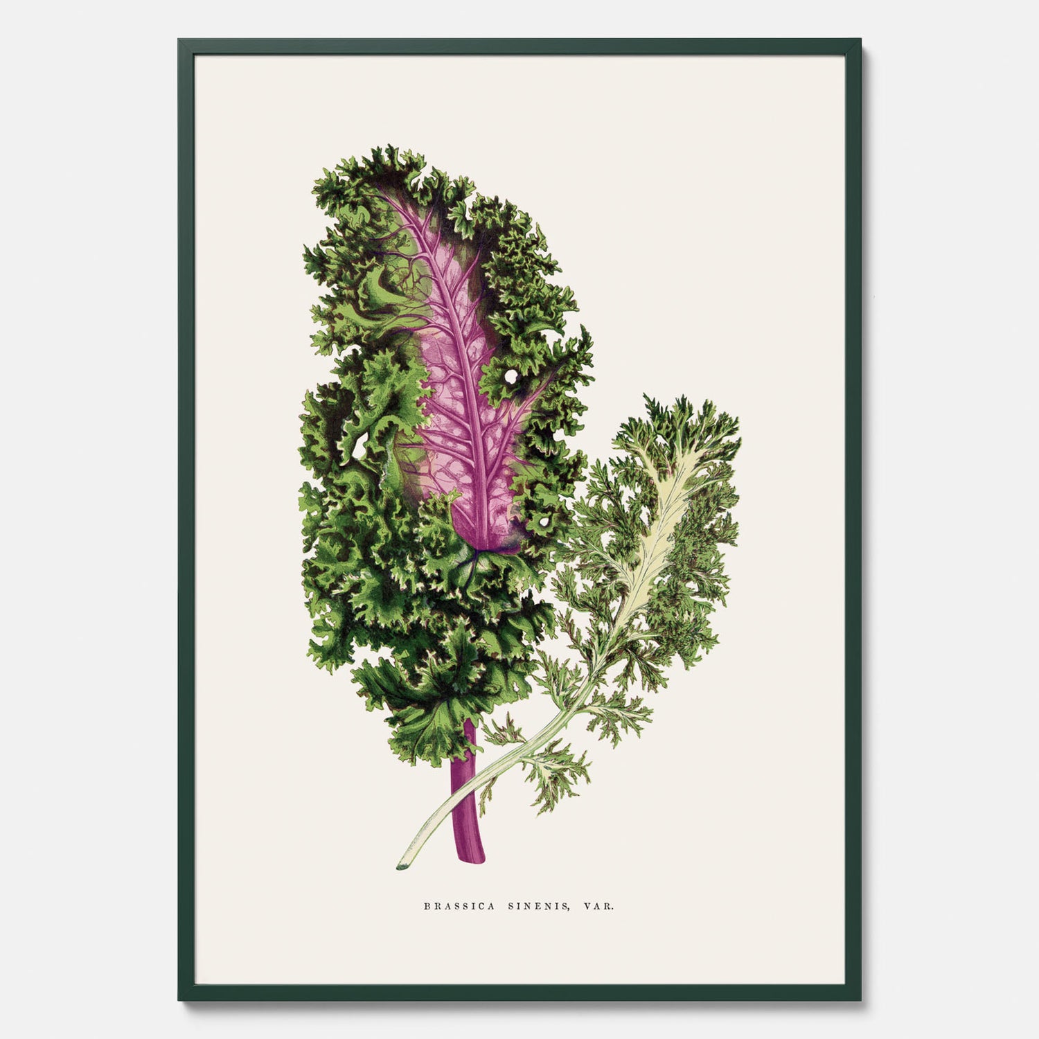 Vintageposter med en illustration av Brassica Sinenis från boken &quot;Les Plantes à Feuillage Coloré&quot;