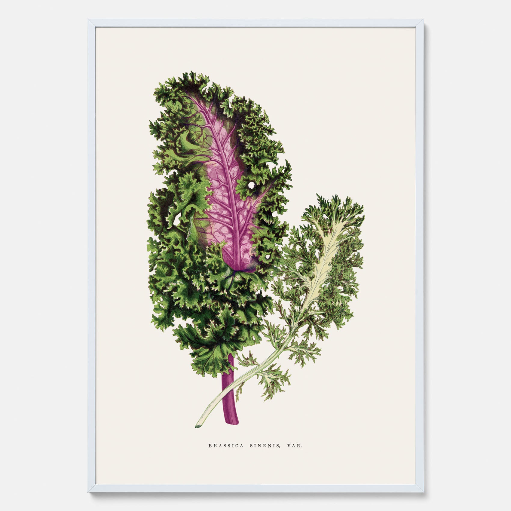 Vintageposter med en illustration av Brassica Sinenis från boken &quot;Les Plantes à Feuillage Coloré&quot;