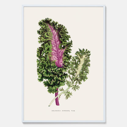Vintageposter med en illustration av Brassica Sinenis från boken &quot;Les Plantes à Feuillage Coloré&quot;