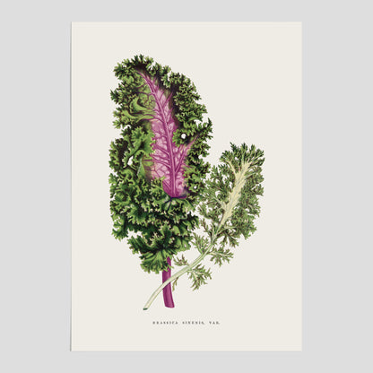 Vintageposter med en illustration av Brassica Sinenis från boken &quot;Les Plantes à Feuillage Coloré&quot;