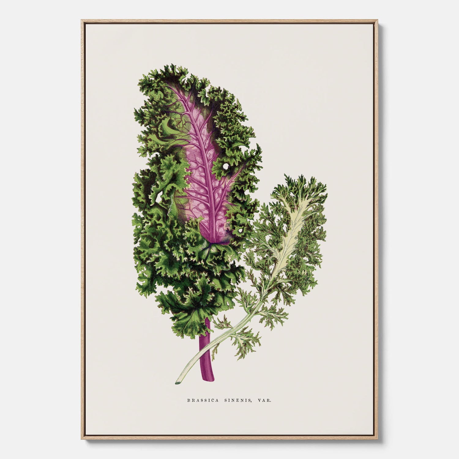 Vintageposter på canvas med en illustration av Brassica Sinenis från boken "Les Plantes à Feuillage Coloré"
