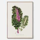 Vintageposter på canvas med en illustration av Brassica Sinenis från boken "Les Plantes à Feuillage Coloré"