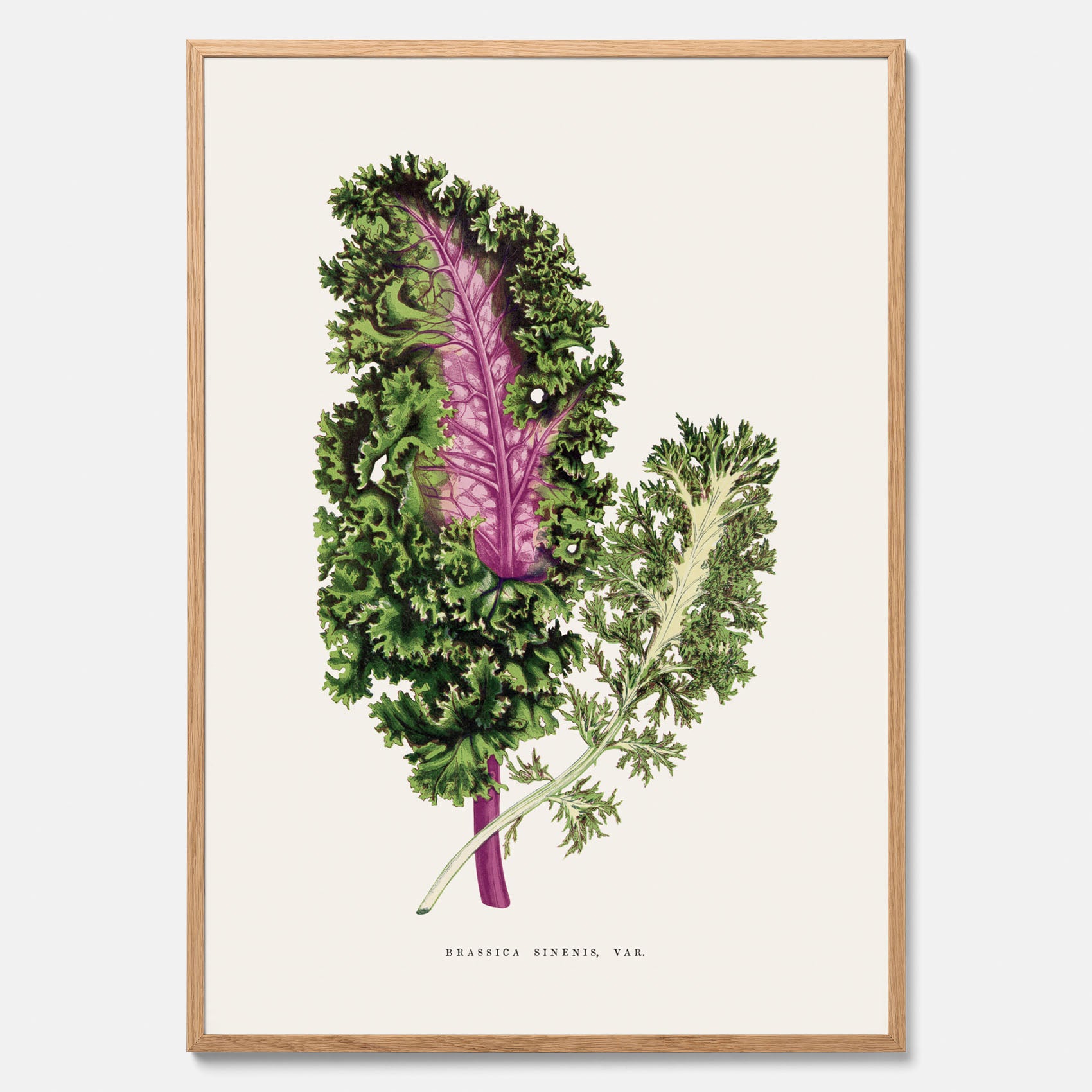 Vintageposter med en illustration av Brassica Sinenis från boken &quot;Les Plantes à Feuillage Coloré&quot;