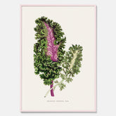 Vintageposter med en illustration av Brassica Sinenis från boken "Les Plantes à Feuillage Coloré"