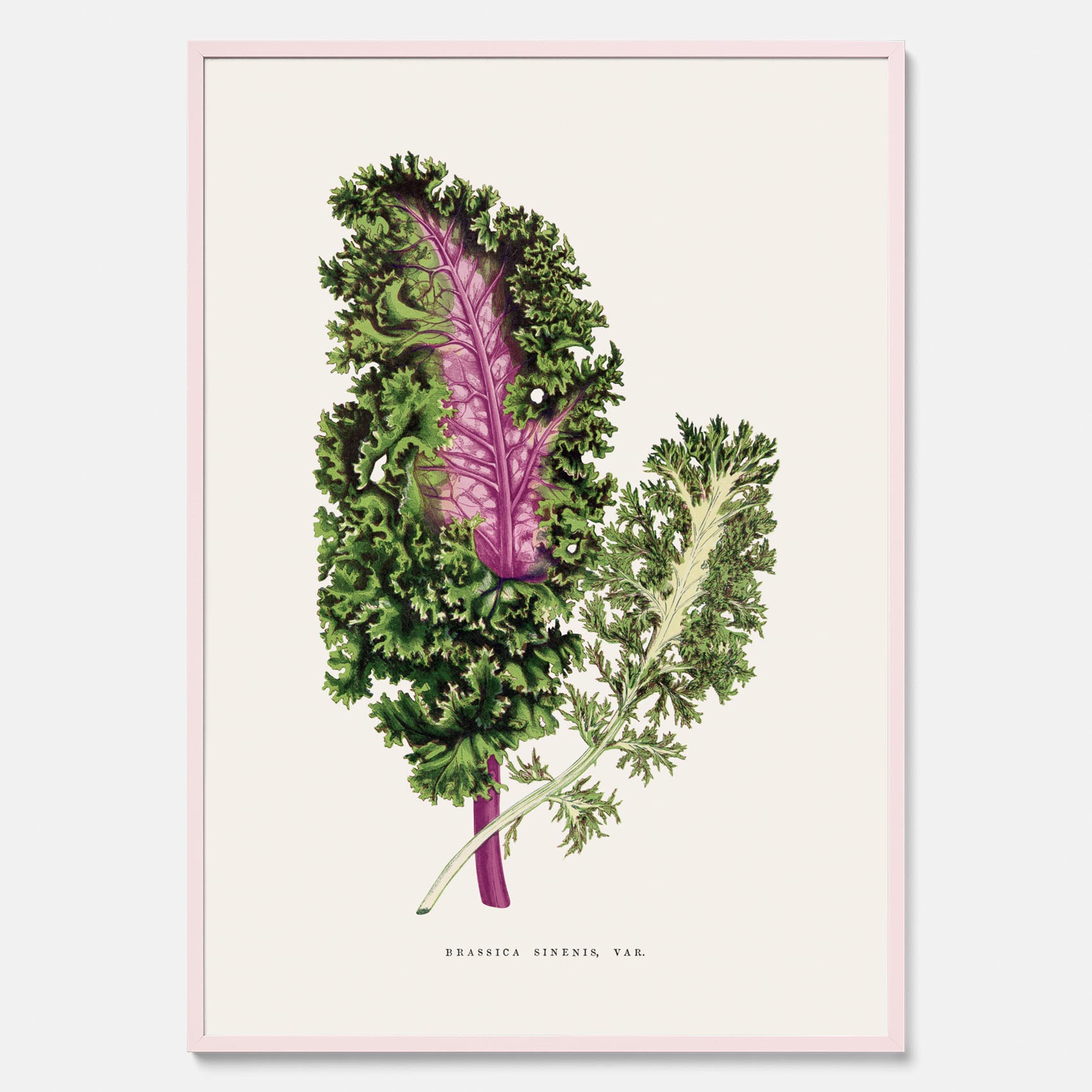 Vintageposter med en illustration av Brassica Sinenis från boken &quot;Les Plantes à Feuillage Coloré&quot;