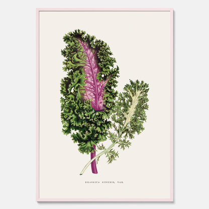 Vintageposter med en illustration av Brassica Sinenis från boken &quot;Les Plantes à Feuillage Coloré&quot;