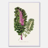 Vintageposter med en illustration av Brassica Sinenis från boken "Les Plantes à Feuillage Coloré"