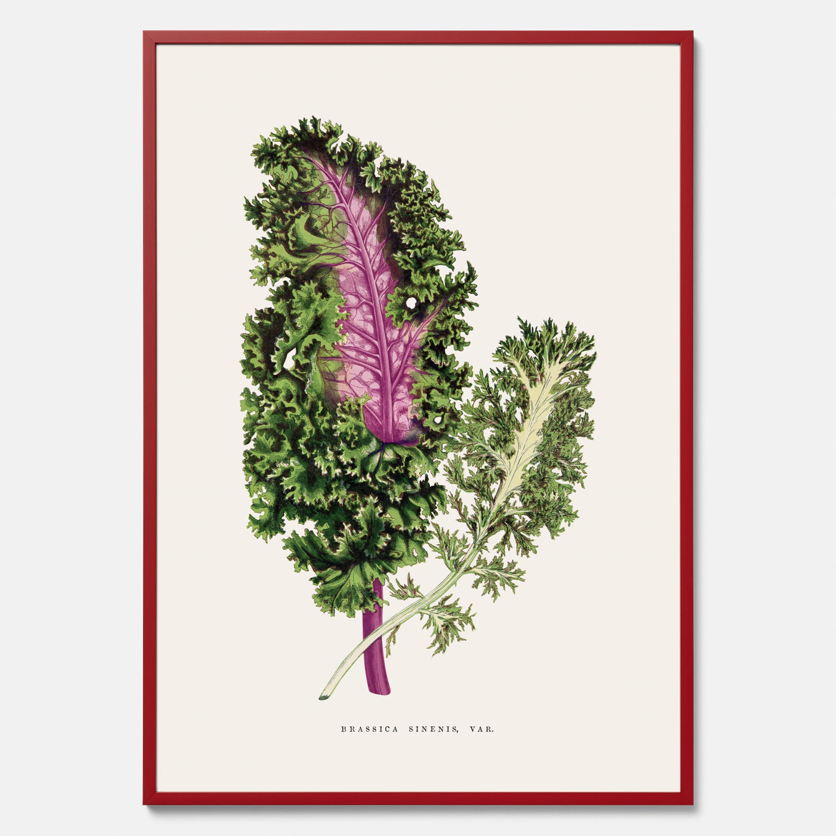 Vintageposter med en illustration av Brassica Sinenis från boken &quot;Les Plantes à Feuillage Coloré&quot;