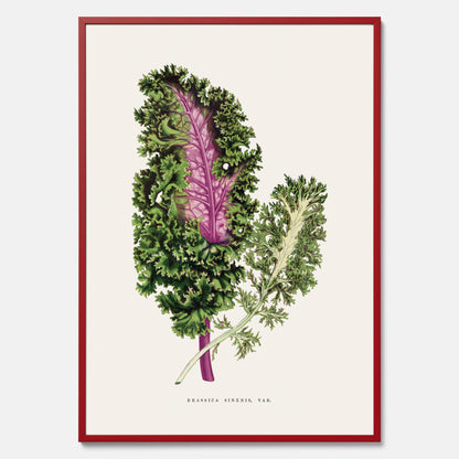 Vintageposter med en illustration av Brassica Sinenis från boken &quot;Les Plantes à Feuillage Coloré&quot;