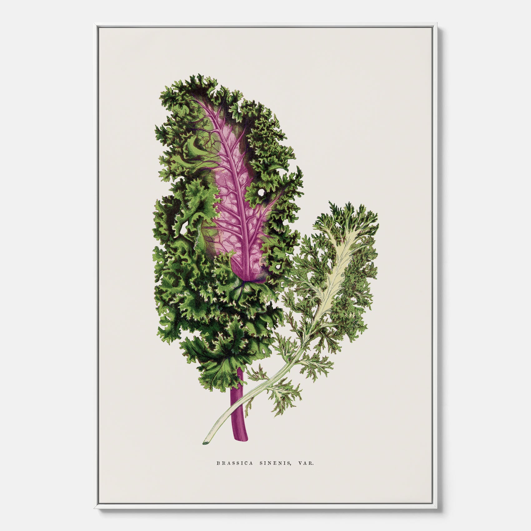 Vintageposter på canvas med en illustration av Brassica Sinenis från boken "Les Plantes à Feuillage Coloré"