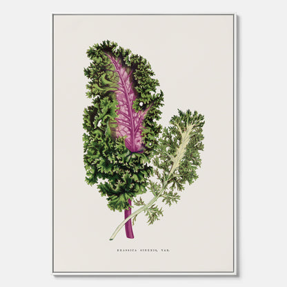 Vintageposter på canvas med en illustration av Brassica Sinenis från boken "Les Plantes à Feuillage Coloré"