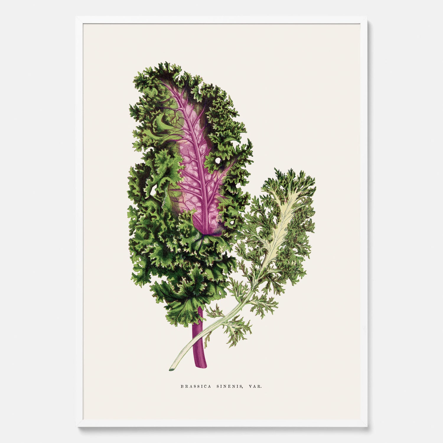 Vintageposter med en illustration av Brassica Sinenis från boken &quot;Les Plantes à Feuillage Coloré&quot;