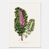 Vintageposter med en illustration av Brassica Sinenis från boken "Les Plantes à Feuillage Coloré"