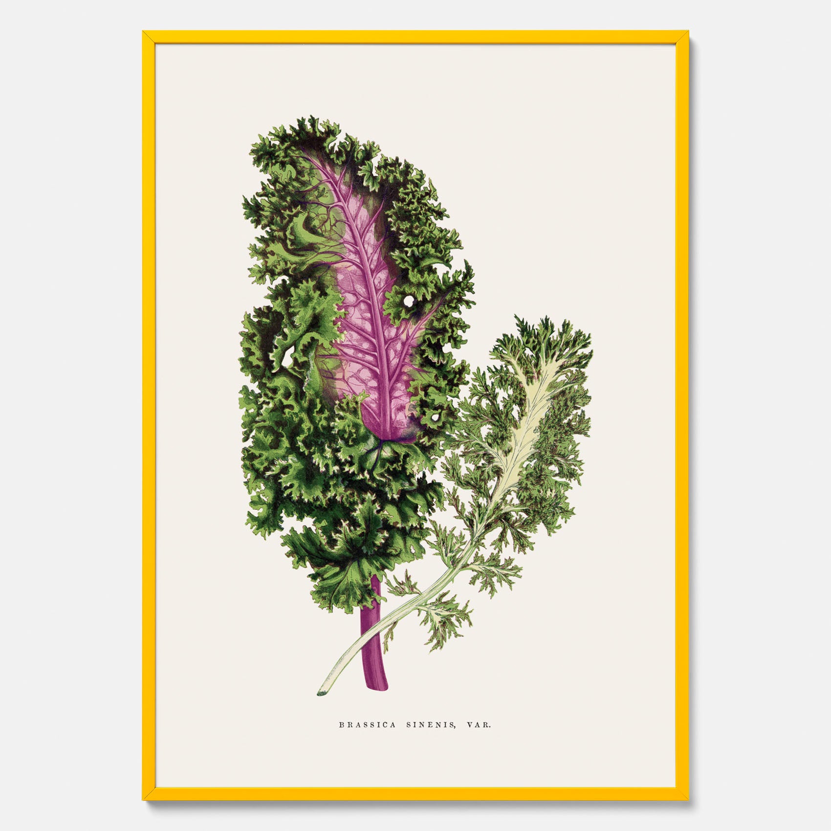 Vintageposter med en illustration av Brassica Sinenis från boken &quot;Les Plantes à Feuillage Coloré&quot;