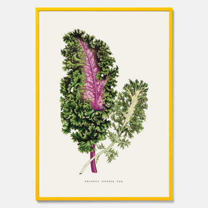 Vintageposter med en illustration av Brassica Sinenis från boken &quot;Les Plantes à Feuillage Coloré&quot;