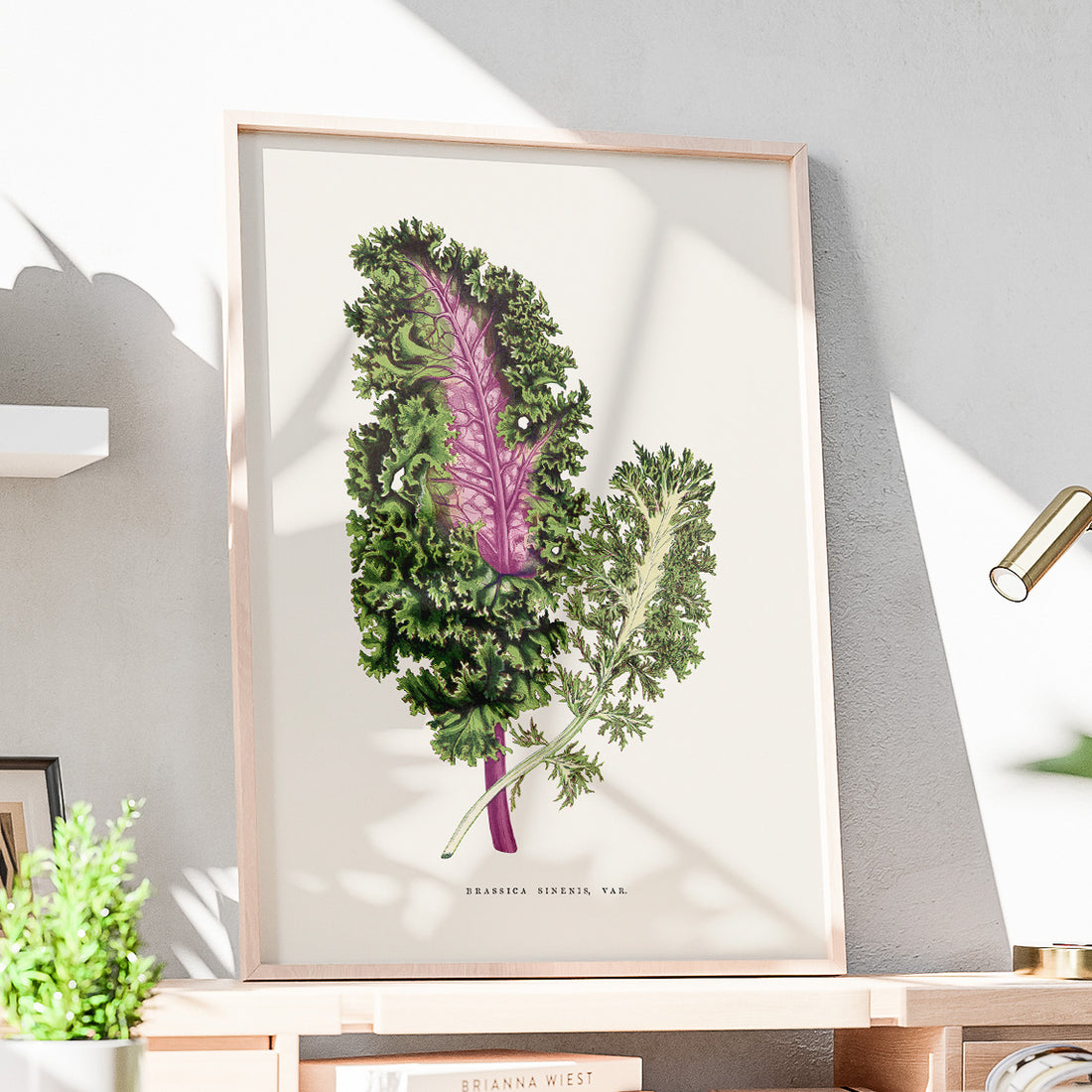 Vintageposter med en illustration av Brassica Sinenis från boken "Les Plantes à Feuillage Coloré"