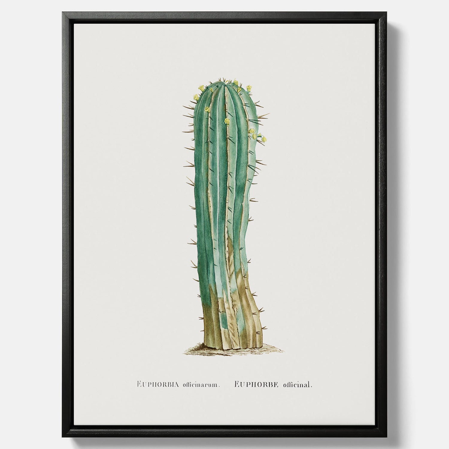 Vintagetavla i canvas med en illustration av en kaktus