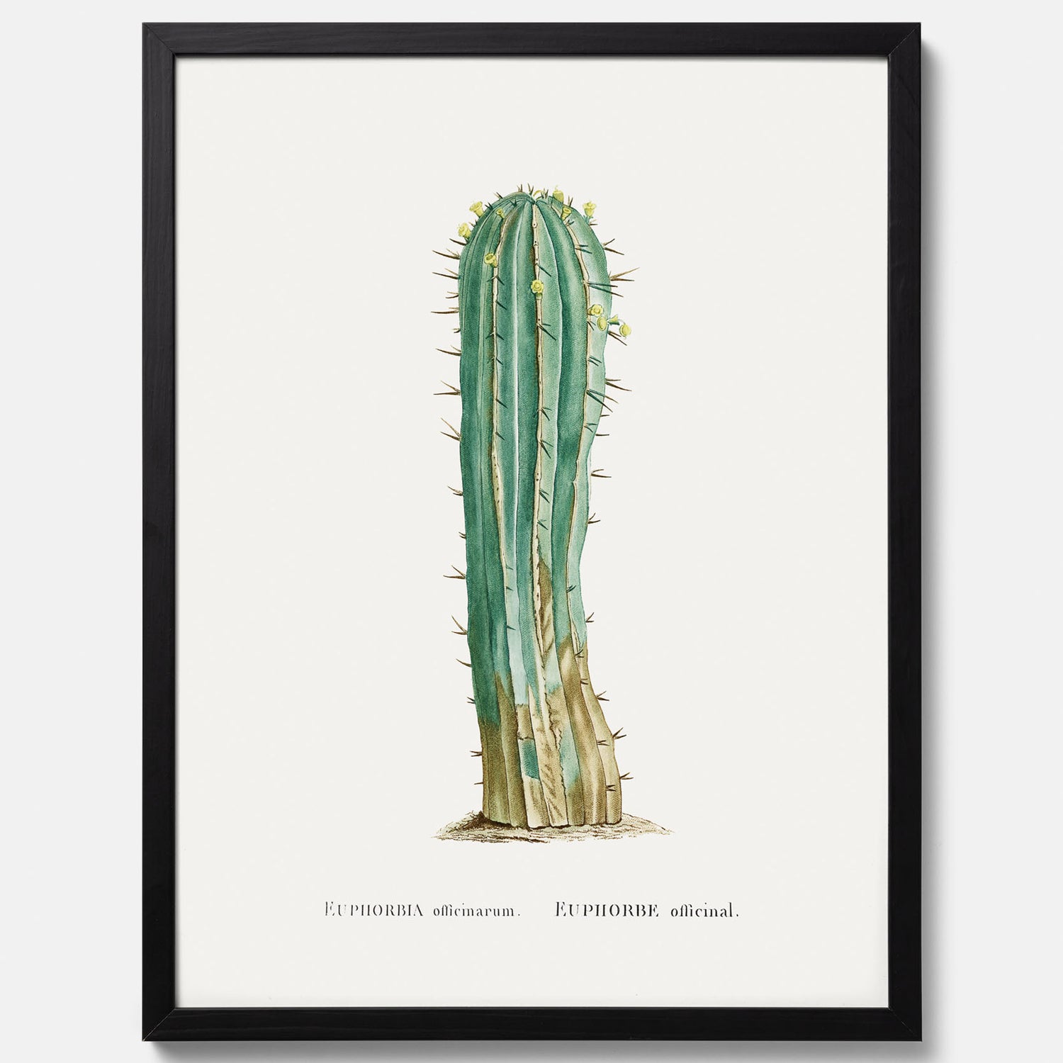 Vintageposter med en illustration av en kaktus