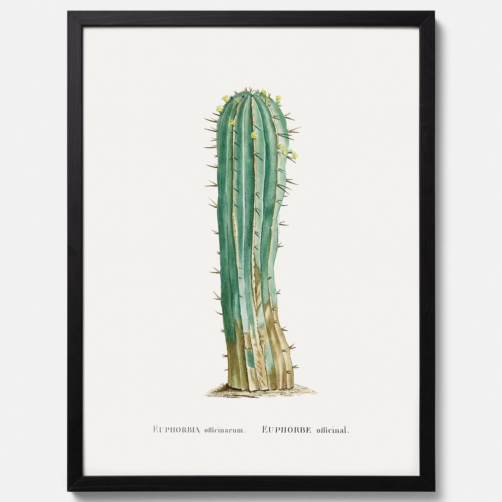 Vintageposter med en illustration av en kaktus