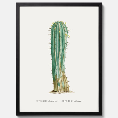 Vintageposter med en illustration av en kaktus