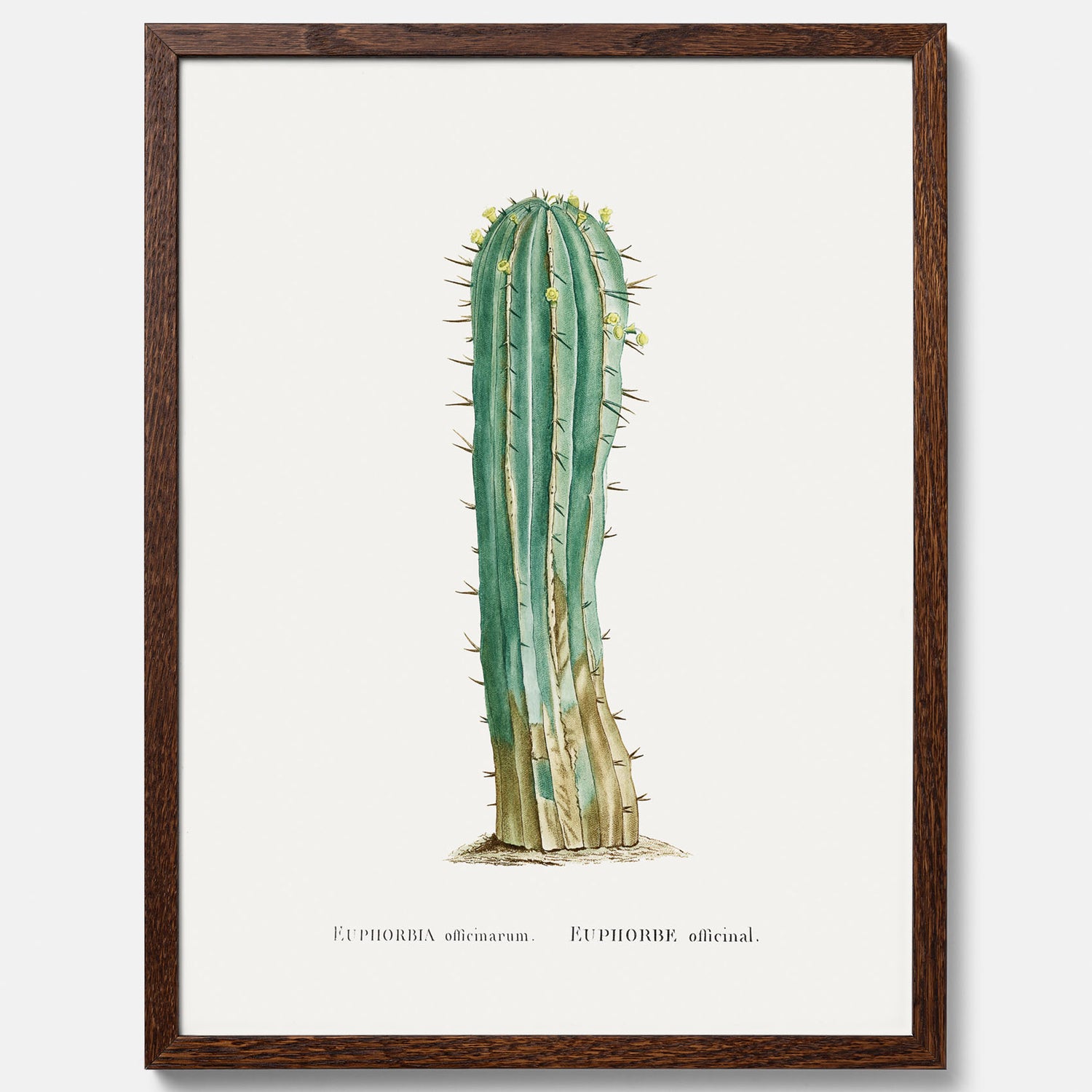 Vintageposter med en illustration av en kaktus