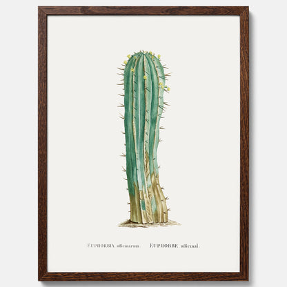 Vintageposter med en illustration av en kaktus