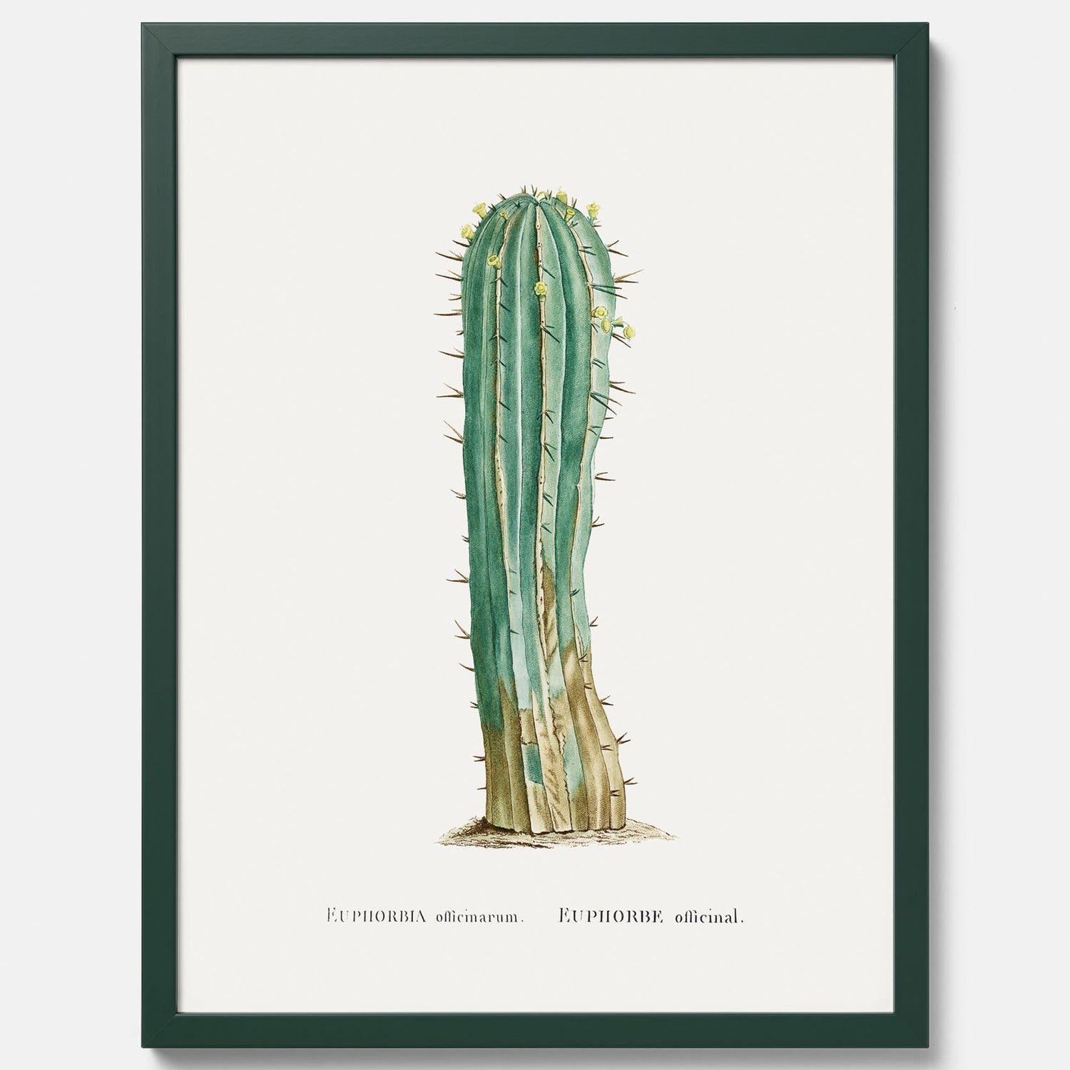 Vintageposter med en illustration av en kaktus