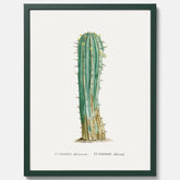Vintageposter med en illustration av en kaktus
