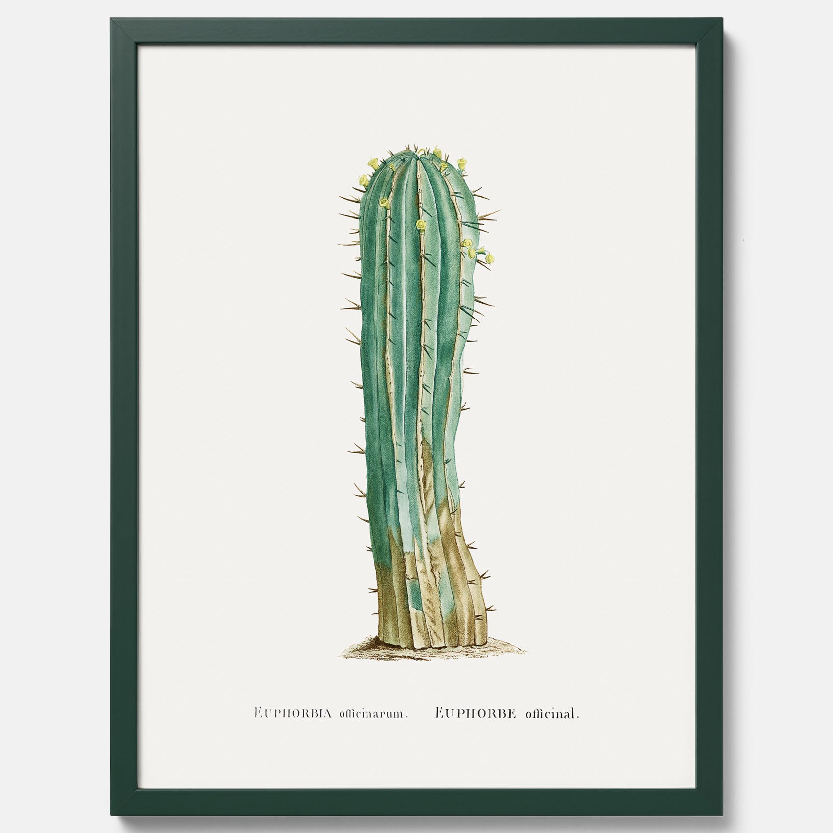 Vintageposter med en illustration av en kaktus