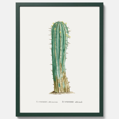 Vintageposter med en illustration av en kaktus