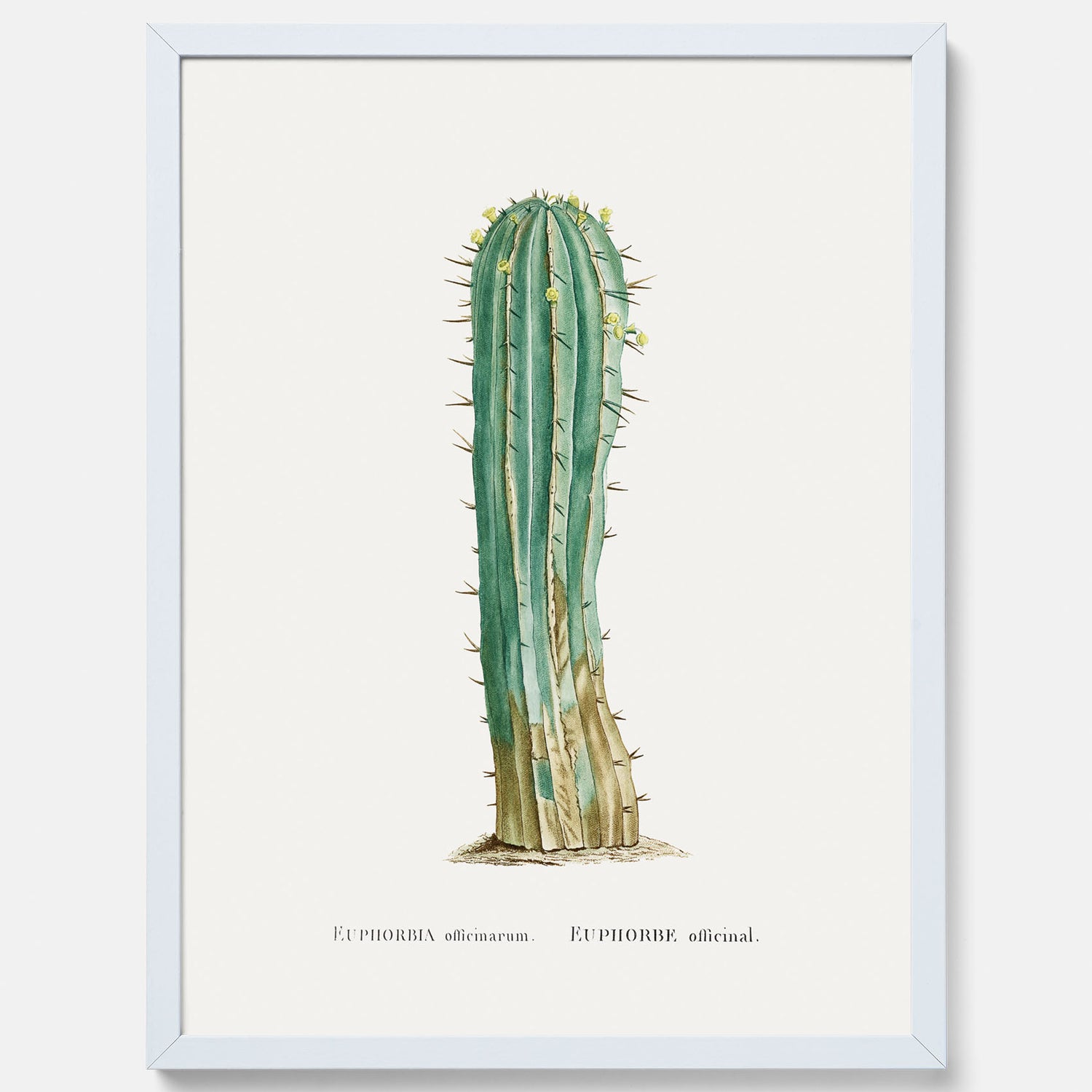 Vintageposter med en illustration av en kaktus