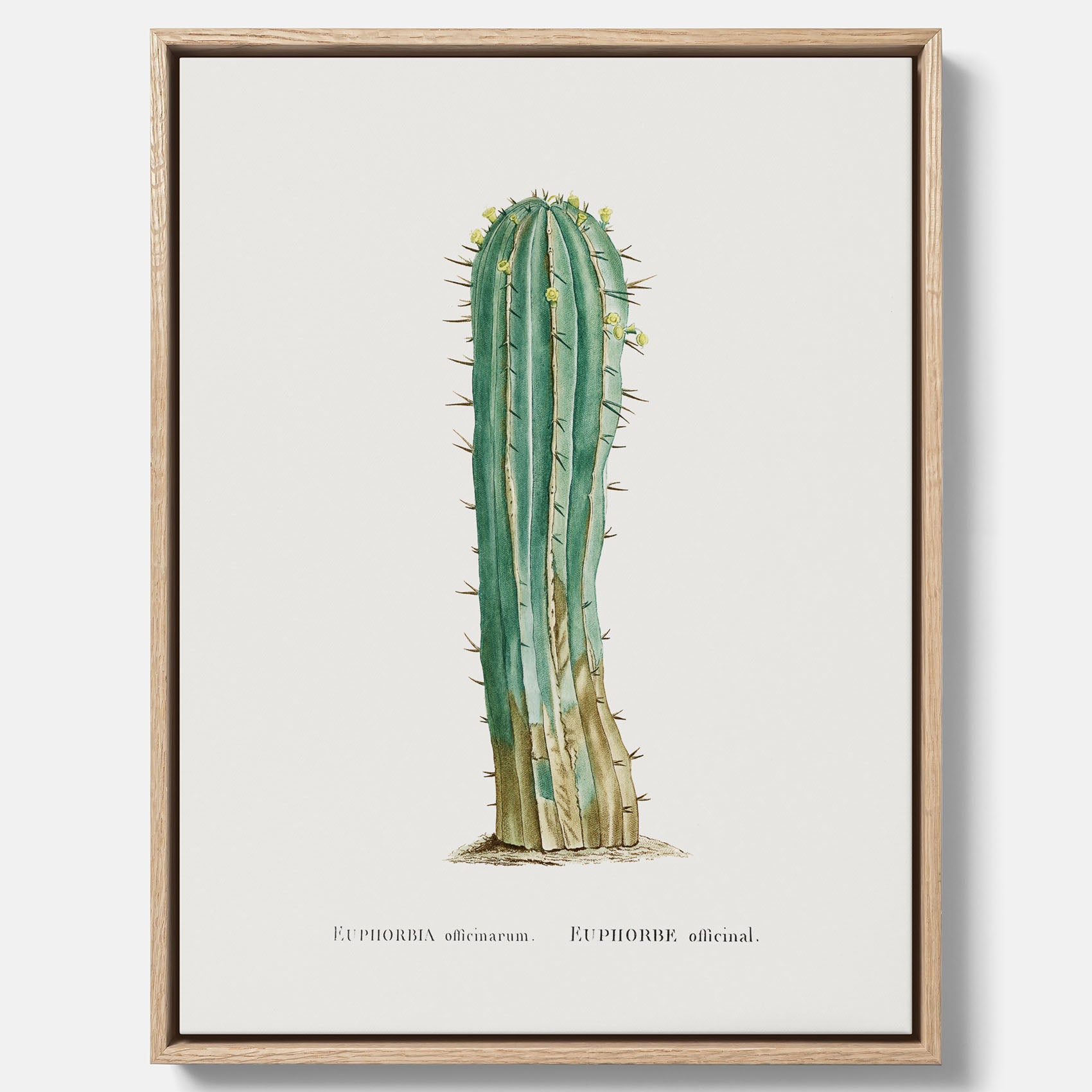 Vintagetavla i canvas med en illustration av en kaktus